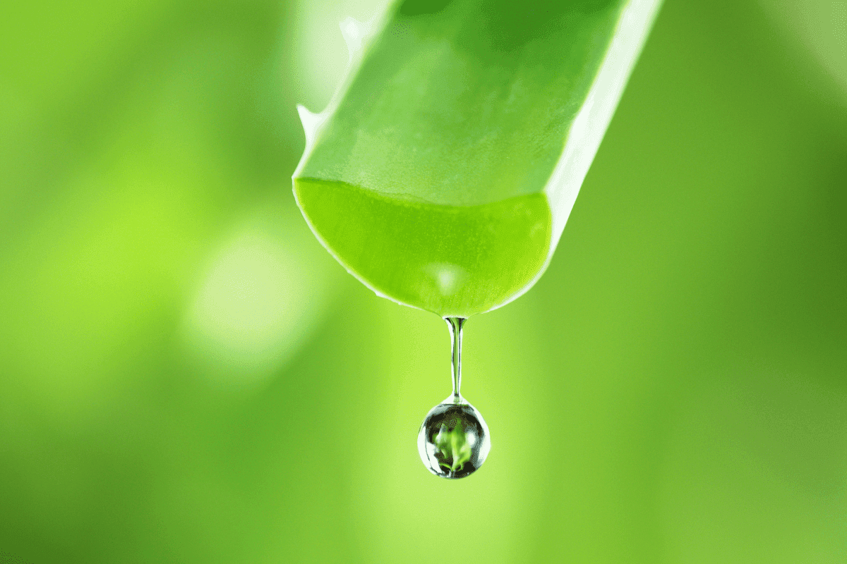 Can Aloe Vera be used as Moisturizer - Aloe Vera Magic 2 Can Aloe Vera be used as Moisturizer, Aloe Vera Properties