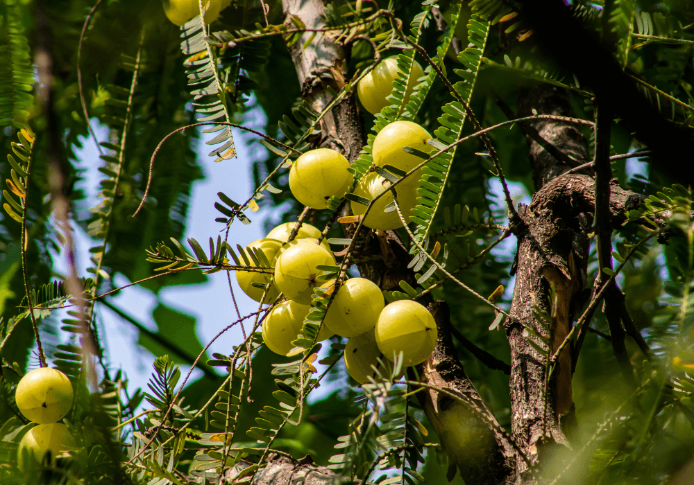 Which Plant is called Herbal Indian Doctor - Doctor Plant 2 Which Plant is called Herbal Indian Doctor, Amla