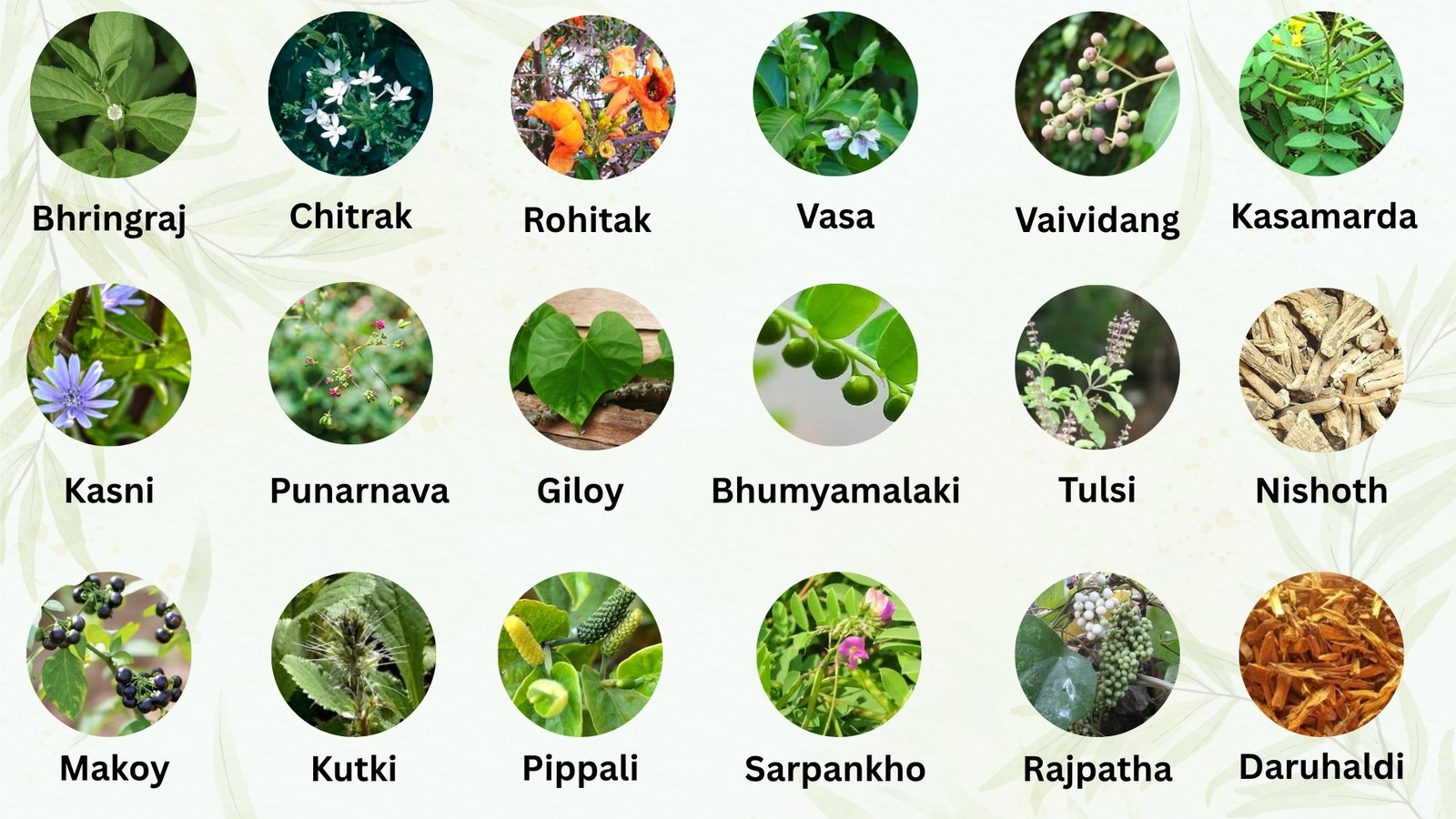 How Biolive's 18-Herb Formula Detoxes, Cleanses & Protects the Liver 3 Biolive 18 Herbs - Ingredients