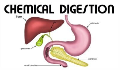 Is digesting food a chemical change,chemical digestion