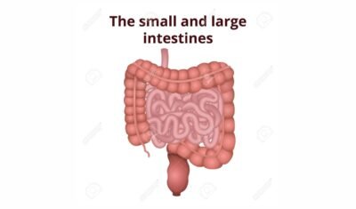 Is digesting food a chemical change,intestine of digestive system