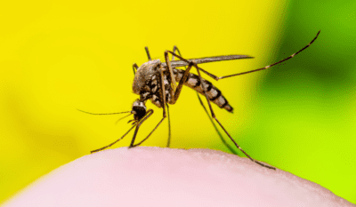 Is dengue a communicable disease, Dengue Transmission