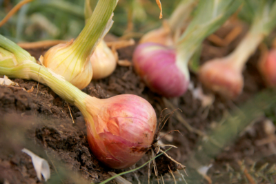 What are the health benefits of eating raw onion, Red Onion