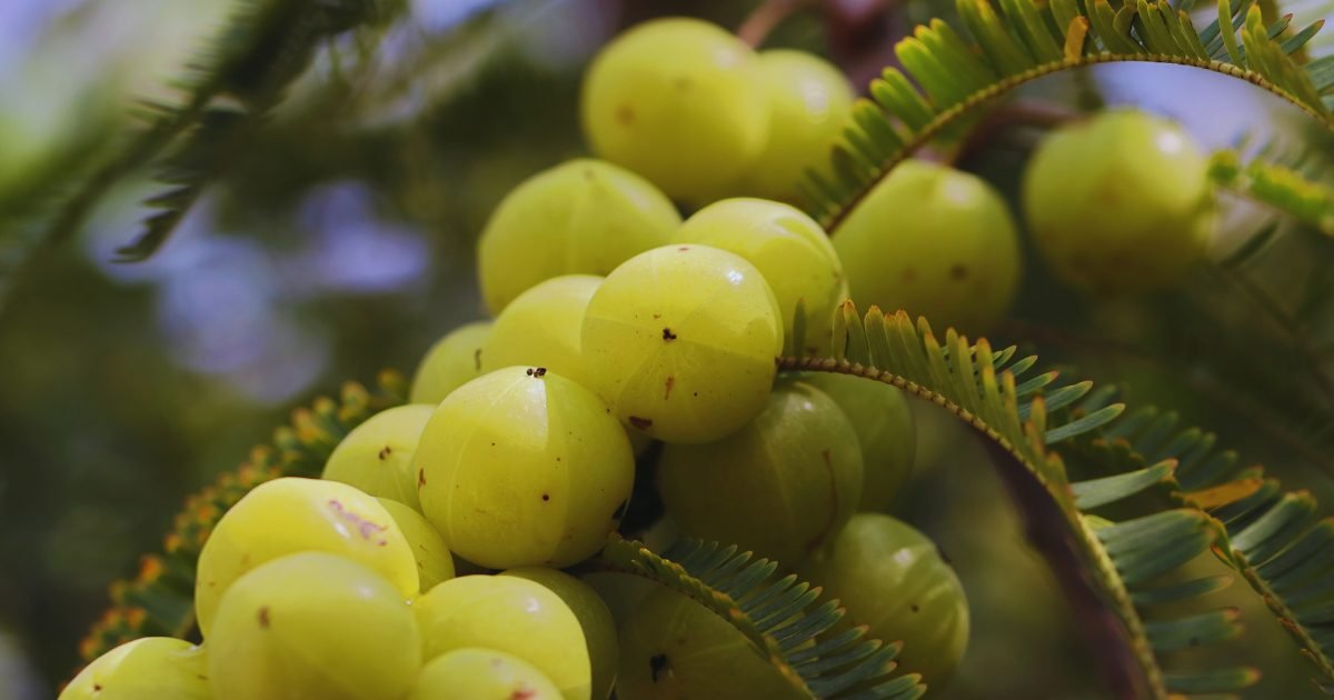 Amla for Hair Regrowth, amla for hair strong